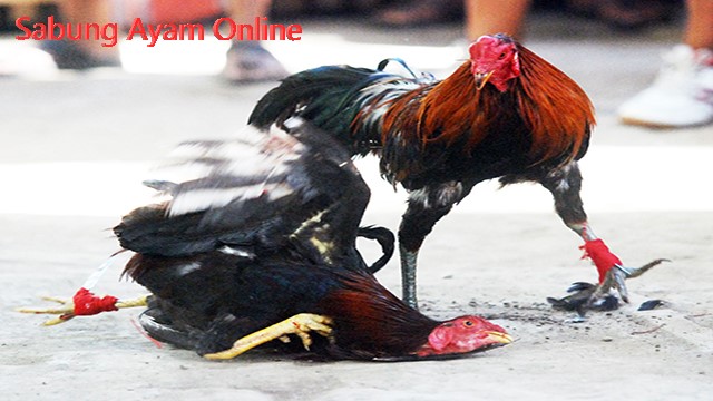 Judi Sabung Ayam Online Terpopuler